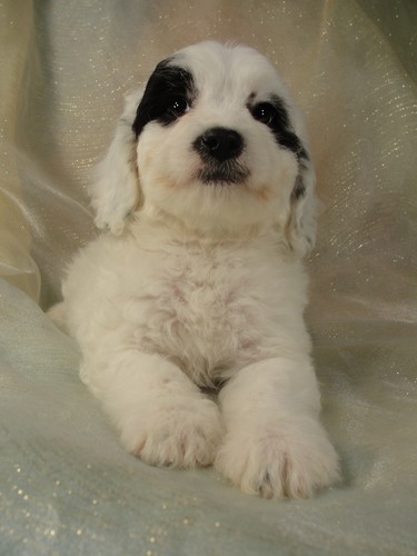 Male Cockapoo puppy for sale #4 Born February 20th 2012